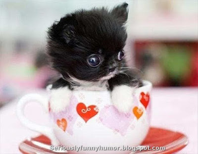 tiny-cat-in-mug-hearts