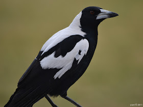 magpie