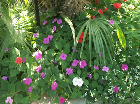 multi-colored flora @ the ABQ Botanical Gardens