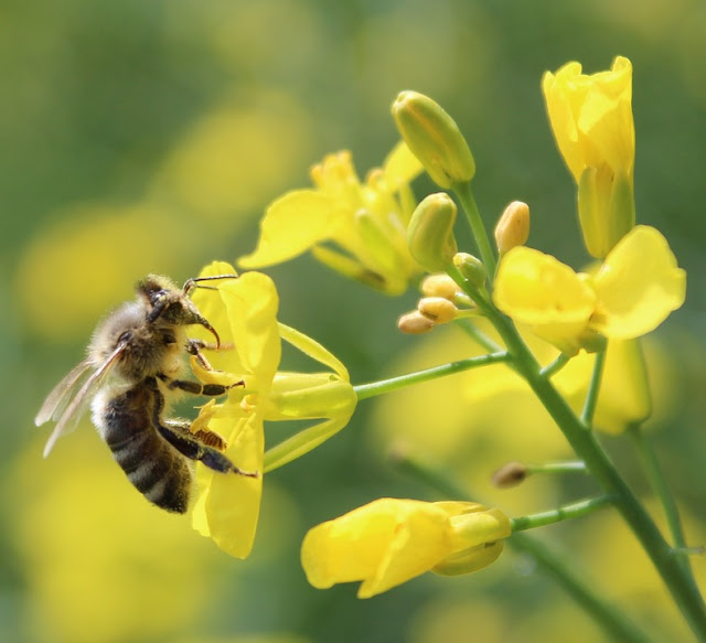 Bee Pollination