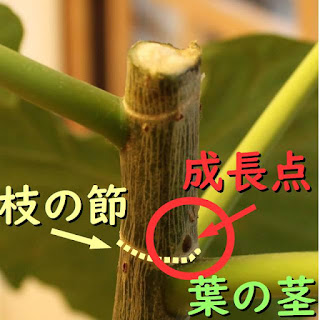 ウンベラータ剪定はどこ 正解はここ ウンベラータブログ ウンベラータ剪定はどこ 正解はここ ウンベラータブログ