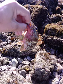 白浜キャンプ場で釣れたアラカブ