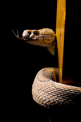 snake photography tips