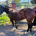 En Región Metropolitana encuentran caballos robados en #Curicó