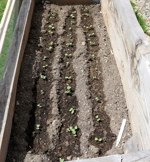 Radish seedlings growing well