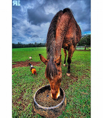 60 Stunning HDR Photos of Animals