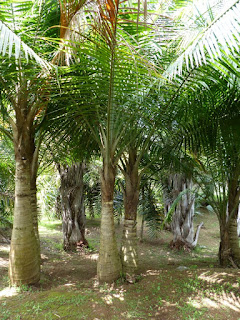 Ravenea rivularis - Palmier des rives - Ravénéa des berges