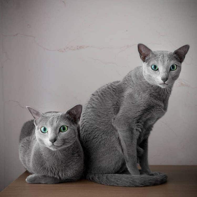 Stunning Pictures Of Silver Cat Sisters With Gorgeous Green Eyes