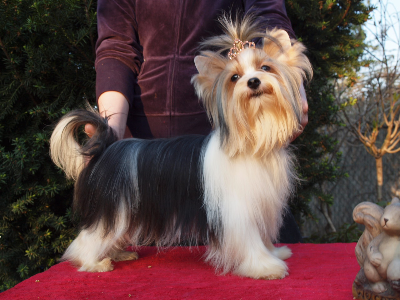 Biewer Yorkshire Terrier: Subarashil Biewer Yorkshire Terrier A La Pom Pon