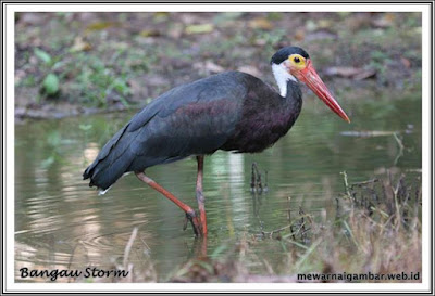 gambar burung bangau storm