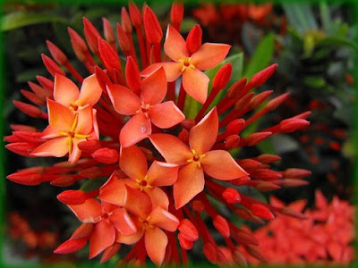 beautiful Ixora