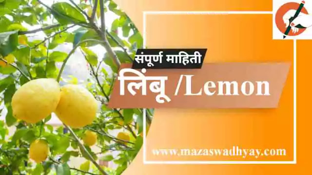 Lemon Information in Marathi Esay | Lemon information in marathi pdf | Lemon Information  लिंबू फळाची संपूर्ण माहिती. लिंबू झाडाविषयी माहिती लिंबू या फळाविषयी माहिती. लिंबू झाडाची माहिती मराठी Limbu zadachi Mahiti