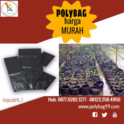  Lada perdu yakni suatu tumbuhan varietas lada yang sering dibudidayakan guna menjawab per Budidaya Lada Perdu di Polybag