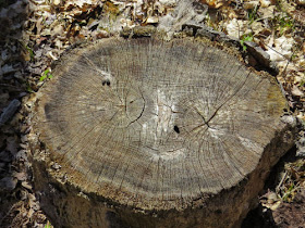 sloth face in a cut log