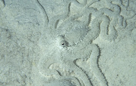 Mimic Octopus picture