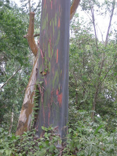 Eucalyptus trees in El Porvenir, Honduras