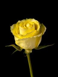 Hd Images Of Yellow Rose 19