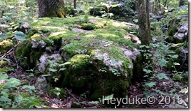 Cedars of Lebanon SP TN 920