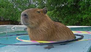 Funny Capybara