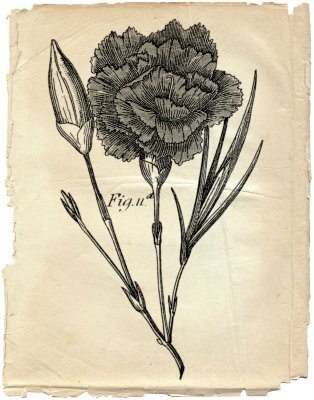 carnation tattoo