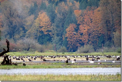 Couple of Swans with the eagles