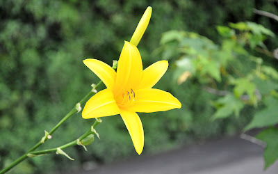 Fotografías e imágenes de flores