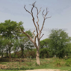 Dead Sissoo Tree