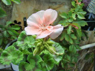 Geranios (Pelargonium zonale (L.) L'Hér. ex Aiton).