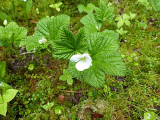 Plaquebière - Rubus chamaemorus - Chicoutai - Chicouté