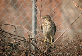 An immature Cooper's hawk perched in a bush, hunting for sparrows.