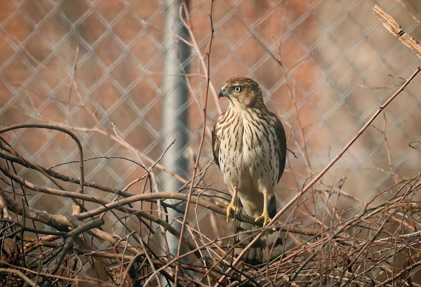 An immature Cooper's hawk perched in a bush, hunting for sparrows.