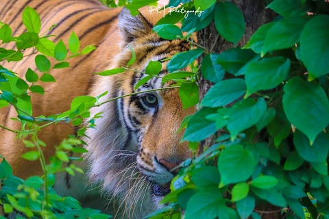 Tyavarekoppa Lion and Tiger Reserve Shimoga Photostockz