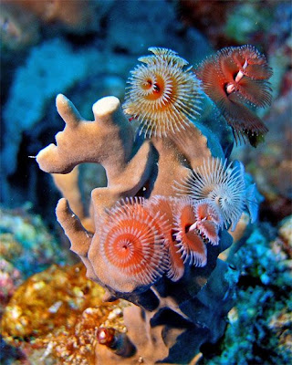 Christmas-Tree Worm