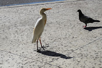 Cattle egret and Rock pigeon waiting for food handouts, Whole Foods, Kailua - © Denise Motard