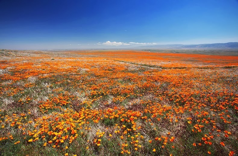 antelope-poppy-reserve-2