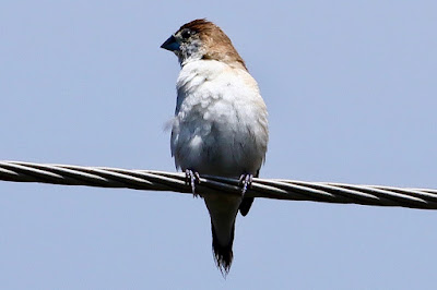 Indian Silverbill