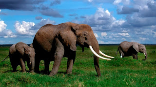 Elephant Tusk Wallpapers