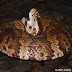 Agkistrodon Piscivorus - Cottonmouth Snake Virginia