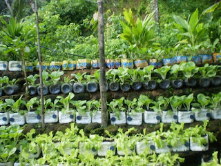 Davao City LGU institutionalizes urban container gardening