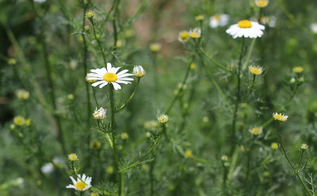 Mayweed Flowers Pictures