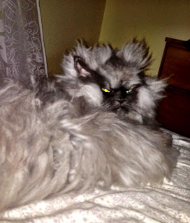 Colonel Meow, Kucing Seram Memiliki Banyak Fans [ www.BlogApaAja.com ]