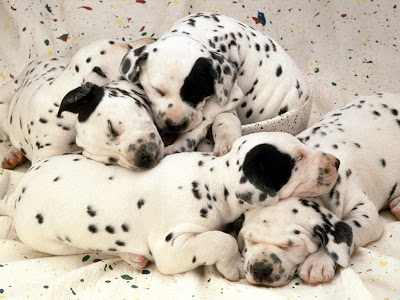 Dalmatian