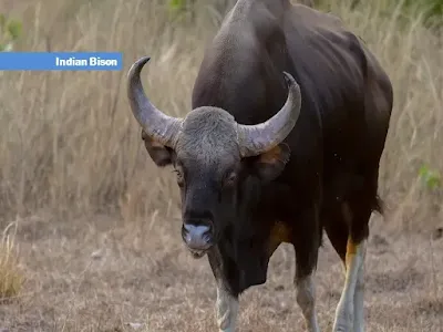 indian Bison