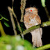 Burung Paruh Katak Indonesia (Indonesian Frogmouth)