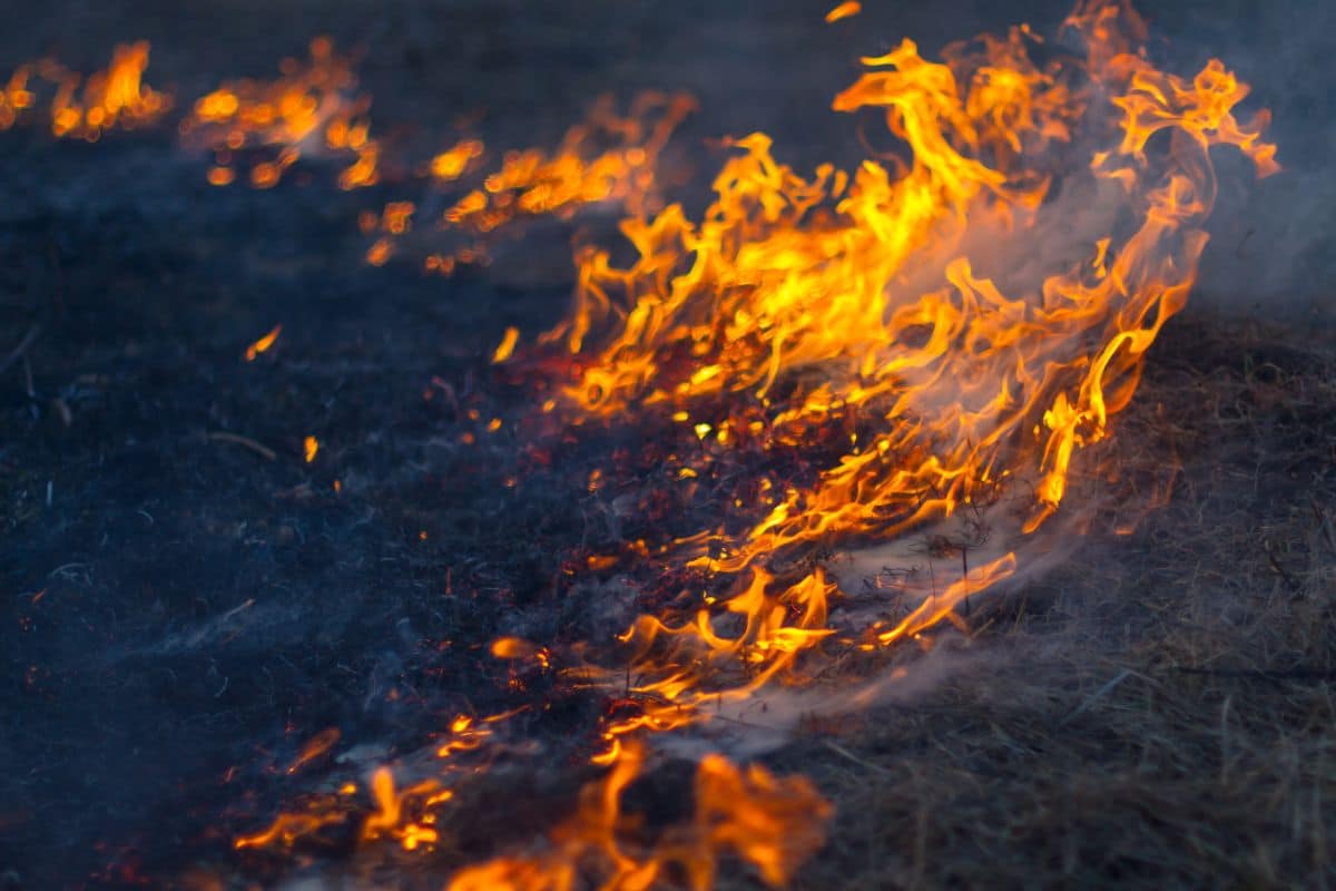 El primer incendio fortes de la tierra se produjo hace 430 millones de años