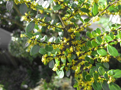 Azara microphylla