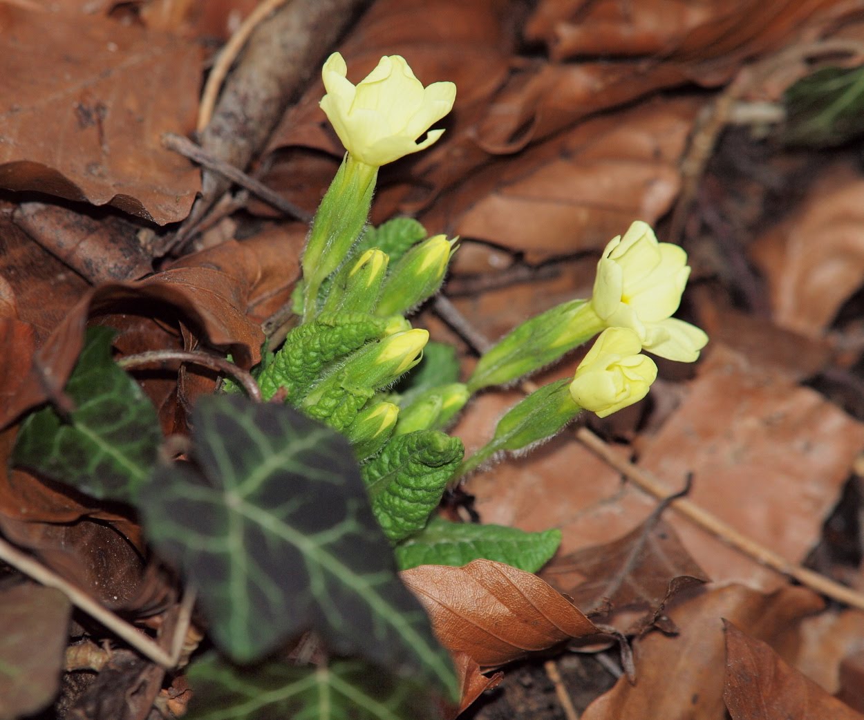 Primula vulgaris - Erd-Primel 48°07' N 16°14' O