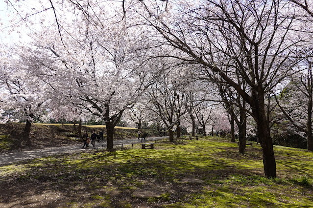 鳥取県西伯郡南部町鶴田 とっとり花回廊 桜の広場 ソメイヨシノ（染井吉野）