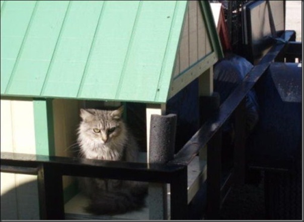 A Terra Prometida para Gatos (25)