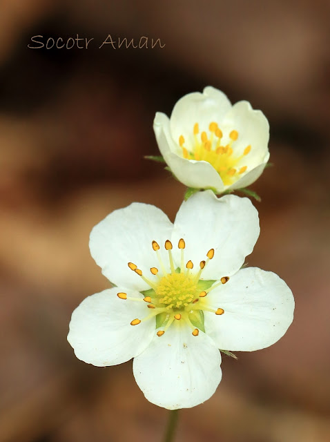 Fragaria nipponica